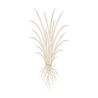 Vetiver